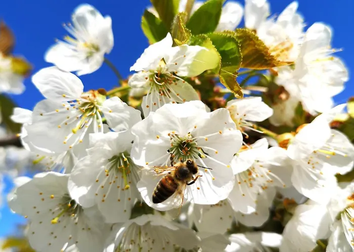 Gemuetliche, Helle & Geraeumige In Jork-naehe Hamburg Daire *